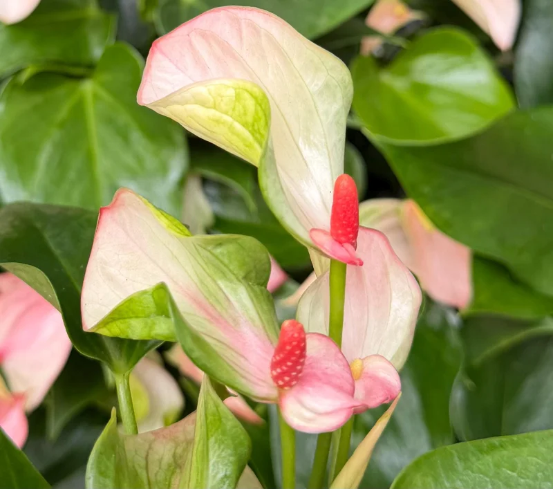 Pink Anthurium Live Plant - Blooming Tropical Houseplant 4 inch Pot Indoor - Image 4