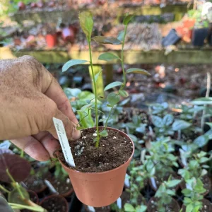 Pink Lemonade Blueberry Live Plant – Sweet & Fast Growing – 3 inch pot - Image 3
