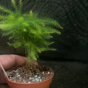 Plumosus Fern Live Plant - Asparagus Setaceus Fern - Indoor Foliage Plant - Image 2