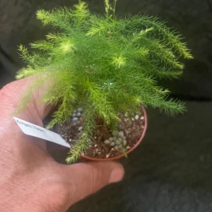 Plumosus Fern Live Plant - Asparagus Setaceus Fern - Indoor Foliage Plant - Image 3