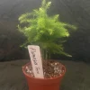 Plumosus Fern Live Plant - Asparagus Setaceus Fern - Indoor Foliage Plant - Image 1