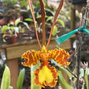 Psychopsis Mendenhall Orchid Live Plant – 3 inch pot – Potted Houseplant - Image 1