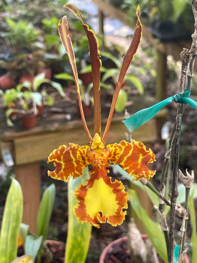 Psychopsis Mendenhall Orchid Live Plant – 3 inch pot – Potted Houseplant - Image 1