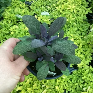 Purple Sage Live Plant – Salvia Officinalis – 4.5” Pot – Culinary Herb - Image 1