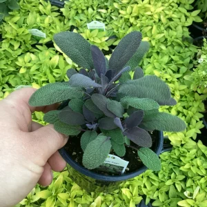 Purple Sage Live Plant – Salvia Officinalis – 4.5” Pot – Culinary Herb - Image 2