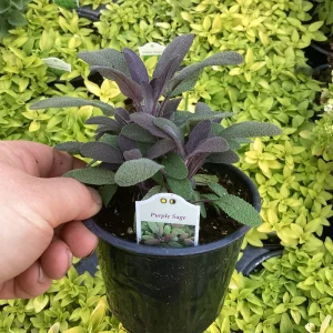 Purple Sage Live Plant – Salvia Officinalis – 4.5” Pot – Culinary Herb - Image 3