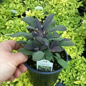 Purple Sage Live Plant – Salvia Officinalis – 4.5” Pot – Culinary Herb - Image 4
