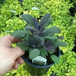 Purple Sage Live Plant – Salvia Officinalis – 4.5” Pot – Culinary Herb - Image 5