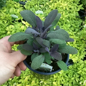 Purple Sage Live Plant – Salvia Officinalis – 4.5” Pot – Culinary Herb - Image 6