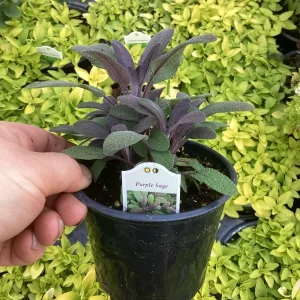 Purple Sage Live Plant – Salvia Officinalis – 4.5” Pot – Culinary Herb - Image 7