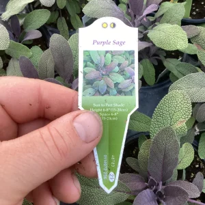 Purple Sage Live Plant – Salvia Officinalis – 4.5” Pot – Culinary Herb - Image 8
