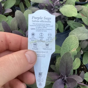 Purple Sage Live Plant – Salvia Officinalis – 4.5” Pot – Culinary Herb - Image 9