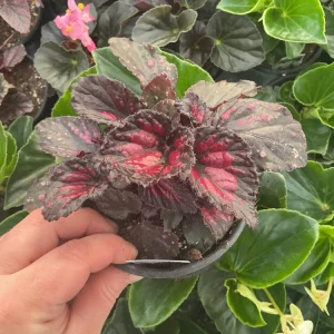 Rex Begonia 'Dibs Rothko' Live Plant, 4.5 inch Nursery Pot, Indoor Foliage - Image 2
