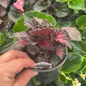 Rex Begonia 'Dibs Rothko' Live Plant, 4.5 inch Nursery Pot, Indoor Foliage - Image 3
