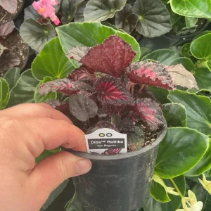 Rex Begonia 'Dibs Rothko' Live Plant, 4.5 inch Nursery Pot, Indoor Foliage - Image 4