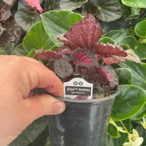 Rex Begonia 'Dibs Rothko' Live Plant, 4.5 inch Nursery Pot, Indoor Foliage - Image 5