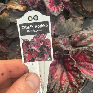 Rex Begonia 'Dibs Rothko' Live Plant, 4.5 inch Nursery Pot, Indoor Foliage - Image 6