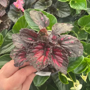 Rex Begonia 'Dibs Rothko' Live Plant, 4.5 inch Nursery Pot, Indoor Foliage - Image 1