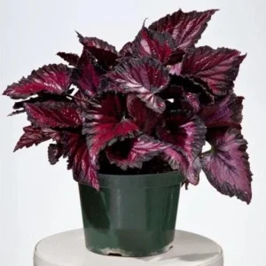 Rex Begonia 'Dibs Rothko' Live Plant, 4.5 inch Nursery Pot, Indoor Foliage - Image 8