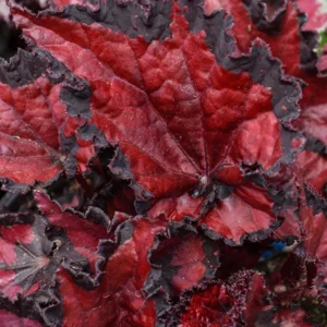 Rex Begonia 'Shadow King Black Cherry' Live Plant – 4.5 inch Pot – Indoor Foliage - Image 10