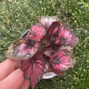Rex Begonia 'Shadow King Black Cherry' Live Plant – 4.5 inch Pot – Indoor Foliage - Image 2