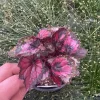 Rex Begonia 'Shadow King Black Cherry' Live Plant – 4.5 inch Pot – Indoor Foliage - Image 1
