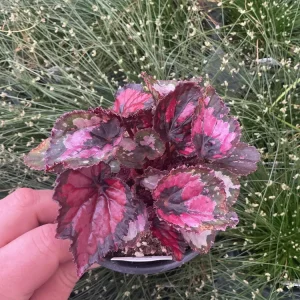 Rex Begonia 'Shadow King Black Cherry' Live Plant – 4.5 inch Pot – Indoor Foliage - Image 1