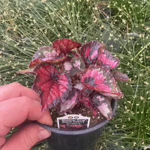 Rex Begonia 'Shadow King Black Cherry' Live Plant – 4.5 inch Pot – Indoor Foliage - Image 3