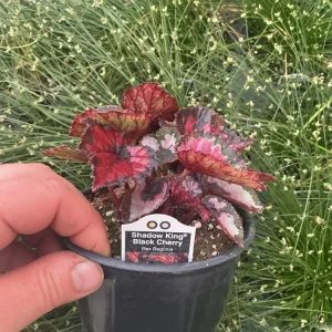 Rex Begonia 'Shadow King Black Cherry' Live Plant – 4.5 inch Pot – Indoor Foliage - Image 4