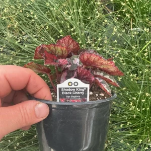 Rex Begonia 'Shadow King Black Cherry' Live Plant – 4.5 inch Pot – Indoor Foliage - Image 5