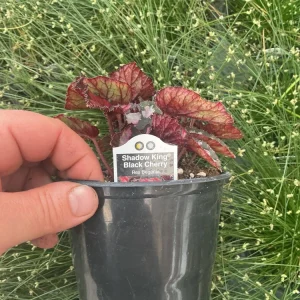 Rex Begonia 'Shadow King Black Cherry' Live Plant – 4.5 inch Pot – Indoor Foliage - Image 6
