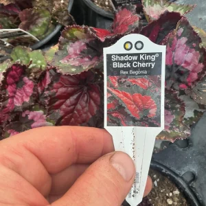 Rex Begonia 'Shadow King Black Cherry' Live Plant – 4.5 inch Pot – Indoor Foliage - Image 7
