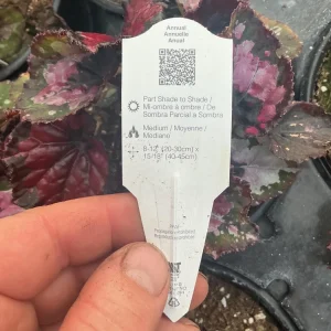Rex Begonia 'Shadow King Black Cherry' Live Plant – 4.5 inch Pot – Indoor Foliage - Image 8