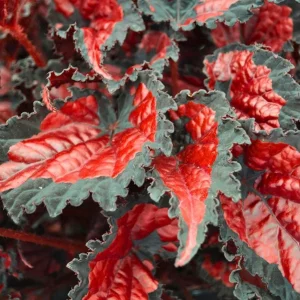 Rex Begonia 'Shadow King Black Cherry' Live Plant – 4.5 inch Pot – Indoor Foliage - Image 9