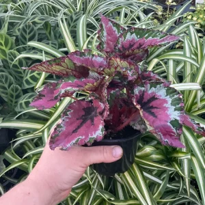 Rex Begonia Shadow King Strawberry Sherbet Live Plant – 4.5 inch Pot – Indoor Foliage - Image 2