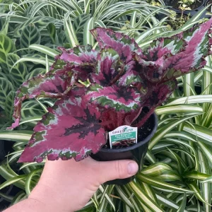 Rex Begonia Shadow King Strawberry Sherbet Live Plant – 4.5 inch Pot – Indoor Foliage - Image 3