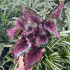 Rex Begonia Shadow King Strawberry Sherbet Live Plant – 4.5 inch Pot – Indoor Foliage - Image 1
