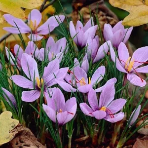 Saffron Crocus Bulbs - Fall Blooming Crocus Sativus for Saffron Spice - Image 3