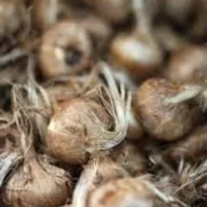 Saffron Crocus Bulbs - Fall Blooming Crocus Sativus for Saffron Spice - Image 4