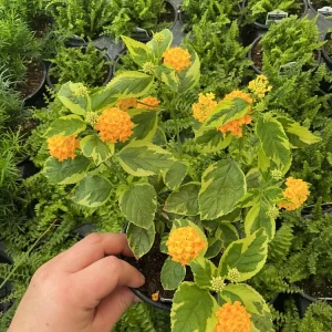 Samantha Lantana Live Plant 4.5 inch Pot - Vibrant Flowering Perennial Outdoor - Image 2