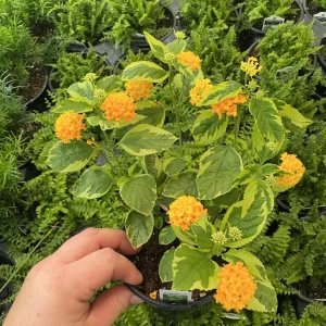 Samantha Lantana Live Plant 4.5 inch Pot - Vibrant Flowering Perennial Outdoor - Image 3