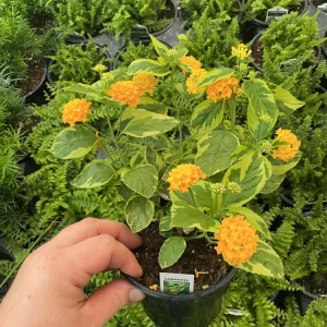 Samantha Lantana Live Plant 4.5 inch Pot - Vibrant Flowering Perennial Outdoor - Image 4