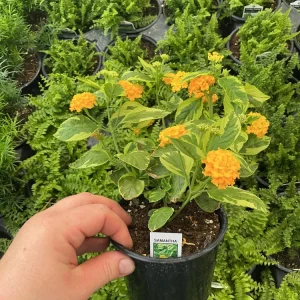 Samantha Lantana Live Plant 4.5 inch Pot - Vibrant Flowering Perennial Outdoor - Image 5