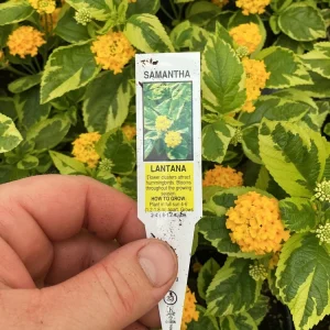 Samantha Lantana Live Plant 4.5 inch Pot - Vibrant Flowering Perennial Outdoor - Image 6