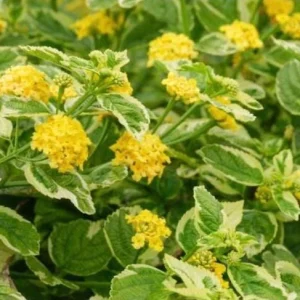Samantha Lantana Live Plant 4.5 inch Pot - Vibrant Flowering Perennial Outdoor - Image 7