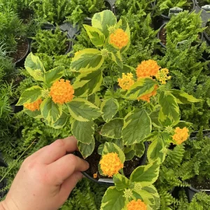 Samantha Lantana Live Plant 4.5 inch Pot - Vibrant Flowering Perennial Outdoor - Image 1