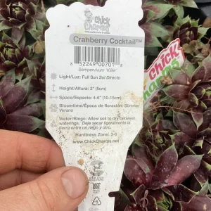Sempervivum Chick Charms Cranberry Cocktail Live Plant - 4.5 inch Pot - Image 10