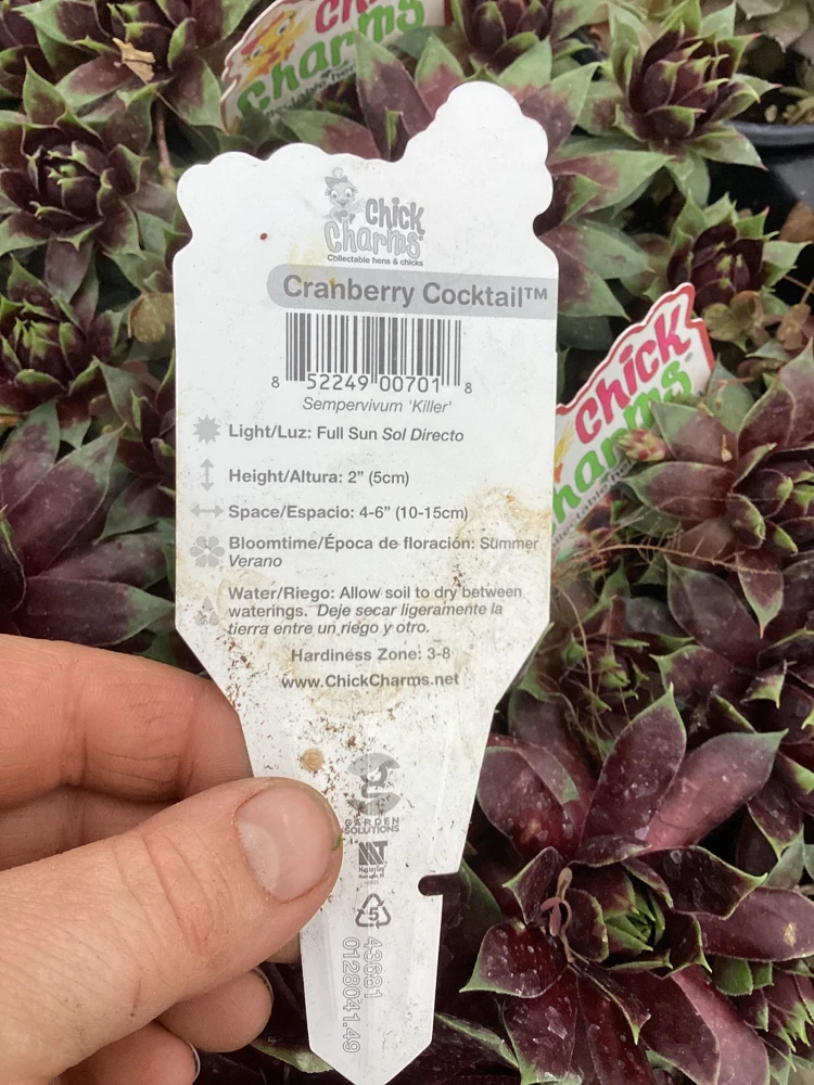 Sempervivum Chick Charms Cranberry Cocktail Live Plant - 4.5 inch Pot - Image 10