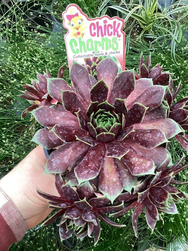 Sempervivum Chick Charms Cranberry Cocktail Live Plant - 4.5 inch Pot - Image 2