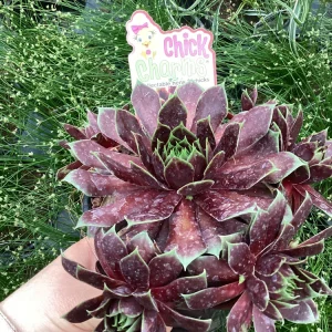 Sempervivum Chick Charms Cranberry Cocktail Live Plant - 4.5 inch Pot - Image 3